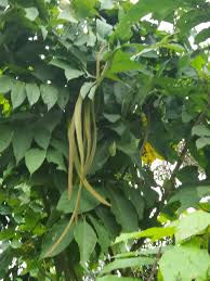 Image result for Markhamia tomentosa