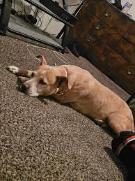 Looking to rehome my female pit bull mix,Goldie, I had her for 10yrs now  but recently our landlord has been switch to a new owner and they are  against pitbulls/mix with.Cant really