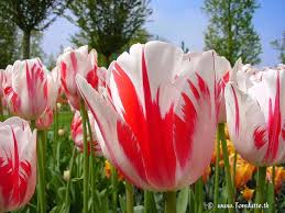 Hasil gambar untuk pengertian TULIP