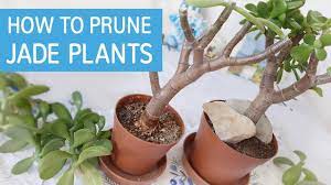 How To Prune Jade Plant Jade Plants Jade Plant Pruning Jade Plant Bonsai