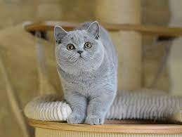 Isn T He Adorable Love His Colour Cats And Kittens Gorgeous Cats Beautiful Cats