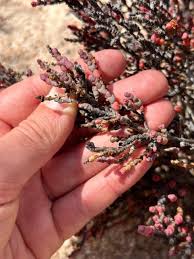 Image result for Salicornia pachystachya