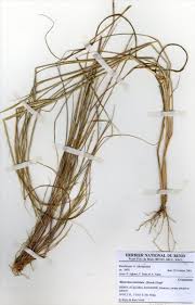 Image result for Rhytachne