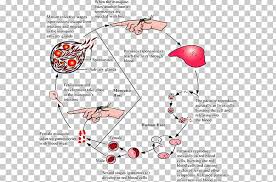 Image masks designating parasites are given. Mosquito Plasmodium Falciparum Malaria Parasite P Vivax Parasitism Png Clipart Angle Area Biological Diagram Disease Free