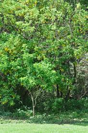 Image result for Calpurnia aurea