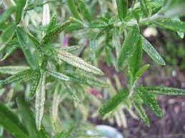 Hello i have a summer red maple that has curled up ends and blackish brown spot on the leaves, what is it and how do i control it. Yellow Spots On Mediterranean Herb Leaves Organic Forum At Permies