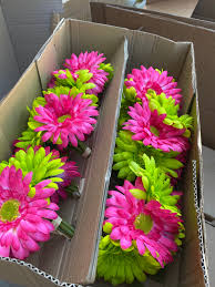 12 pcs artificial white gerbera daisy flowers faux daisy stems pu real touch gerbera daisies 12.2 tall for spring summer wreath floral arrangement wedding bouquets centerpiece vase decoration. Artificial Gerbera Daisy 6 Creme White Gerbera Daisies Silk Flower Diy Bouquet Craft Supplies Tools Flowers Kromasol Com