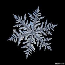 Snowflake Isolated On Black Background Macro Photo Of Real Snow Crystal Captured On Glass With Led Bac Snowflakes Real Snowflake Photography Snowflake Images