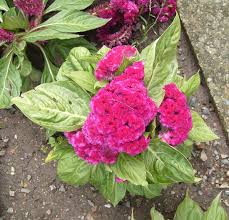 Image result for Celosia stuhlmanniana