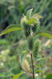 Image result for Acalypha paucifolia