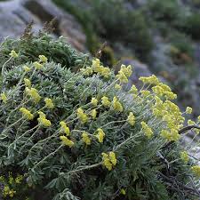 Image result for Helichrysum nitens