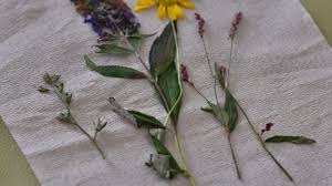 Check spelling or type a new query. Make Easy Microwave Pressed Flowers Diy Home Guidecentral Youtube