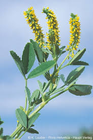 Image result for Melilotus indicus