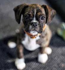 At $ 650 boxers are good family pets when treated respectfully, Boston Terrier Boxer Mix For Sale Petsidi