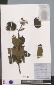 Image result for Clappertonia polyandra