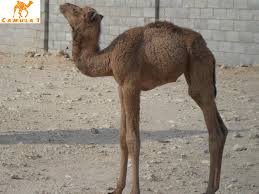 نقص فيتامين ب1 و تأثيره على هجن السباقات كاميولا 1