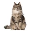 Siberian Forest Cat Breed Images & Facts | petMD | PetMD