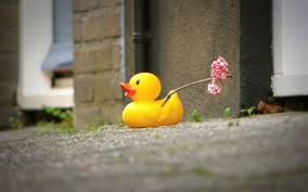 Do you know there are hundreds of. Rubber Duck Wallpapers Wallpaper Cave