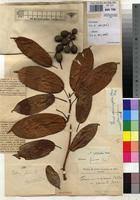 Image result for Ficus ottoniifolia