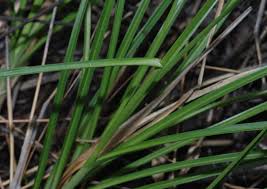 Image result for Rhynchospora holoschoenoides