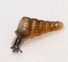 Image result for Alinula paradoxa