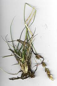 Image result for Eragrostis dinteri