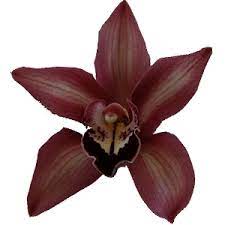 Cymbidium Orchids Burgundy Fiftyflowers Com