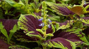 Image result for Coleus esculentus