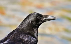 La Corneille Noire A Ne Pas Confondre Avec Le Corbeau