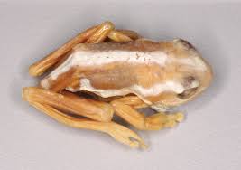 A type catalogue of the reed frogs (Amphibia, Anura, Hyperoliidae) in the  collection of the Museum für Naturkunde Berlin (ZMB) with comments