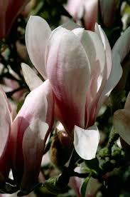 Image result for magnolia soulangeana