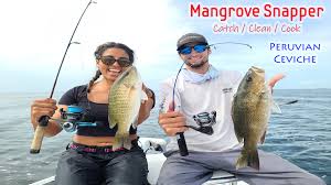 Mangrove snapper often form large aggregations, but have the habit of becoming difficult to catch once several of their cohorts have been hooked. Mangrove Snapper Ceviche Bud N Mary S Islamorada Fishing Marina