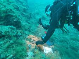 Image result for Loxodera caespitosa