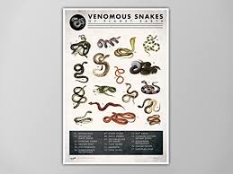Amazon Com Snake Chart Art Print Snake Chart Natural