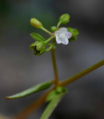 Image result for Gisekiaceae