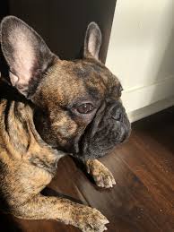 Brindle Black And Brown French Bulldog Brondo The Frenchie Reverse Brindle French Bulldog Brindle French Bulldog French Bulldog Bulldog