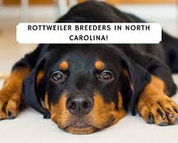 Current matches filter results (35). 6 Best Rottweiler Breeders In North Carolina 2021 We Love Doodles