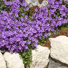 Image result for Campanula