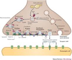 Paralysis may last several weeks and recovery in the hospital can take a long time. Botulinum Neurotoxins Genetic Structural And Mechanistic Insights Nature Reviews Microbiology
