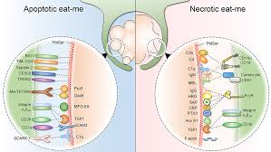 Smartanswersonline can help you find multiples results within seconds. Frontiers Phagocytosis Of Necrotic Debris At Sites Of Injury And Inflammation Immunology