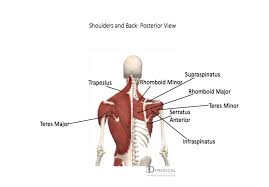 Specifically, the four rotator cuff muscles include the following Muscles Advanced Anatomy 2nd Ed
