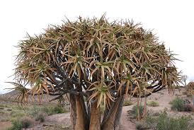 Image result for Aloidendron