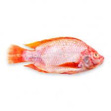 Fish Seafoods They were domesticated in china during the tang dynasty.