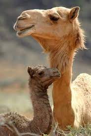 They are however able to run within hours of birth. Camels