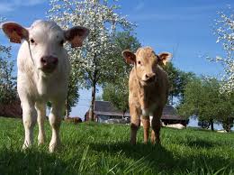 Les restaurants en stations services. Miimosa Creation D Un Atelier Collectif De Decoupe De Miimosa