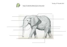 Maybe you would like to learn more about one of these? Labelling An Elephant Teaching Resources