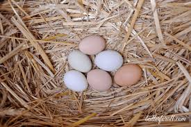 What to feed your chickens for better tasting eggs | pampered chicken mama: Raising Backyard Chickens For Eggs Plus A Recipe For Soaked And Fermented Chicken Feed Butter For All