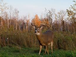 How Moon Phases Will Impact Deer Hunting During The Rut This