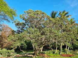 Image result for Dalbergia obovata