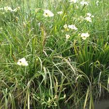 Image result for lobelia combine composition